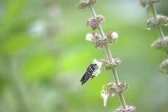 Coelioxys albolineatus