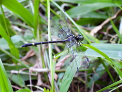 Austrogomphus prasinus