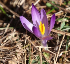 Crocus vernus