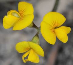 Scorpiurus muricatus