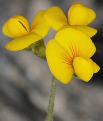 Scorpiurus muricatus