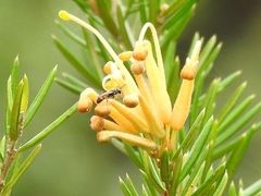 Hylaeus littleri