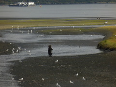 Ursus arctos middendorffi