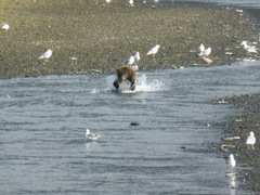 Ursus arctos middendorffi