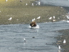 Ursus arctos middendorffi