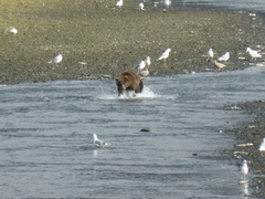 Ursus arctos middendorffi