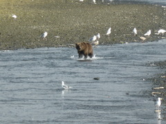 Ursus arctos middendorffi