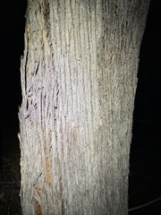 Eucalyptus baileyana