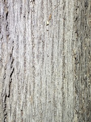 Eucalyptus baileyana