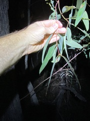 Eucalyptus baileyana