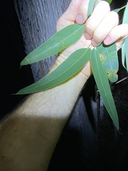 Eucalyptus baileyana