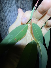 Eucalyptus baileyana