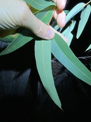 Eucalyptus baileyana