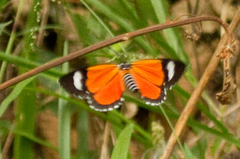 Phaegorista