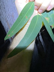 Eucalyptus baileyana