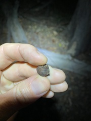 Eucalyptus baileyana