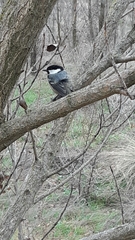 Periparus ater