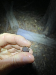 Eucalyptus baileyana