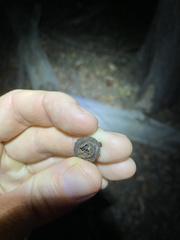 Eucalyptus baileyana