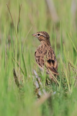 Calandrella dukhunensis