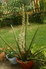 Sansevieria bacularis