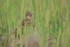 Calandrella dukhunensis