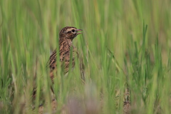 Calandrella dukhunensis