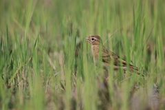 Calandrella dukhunensis