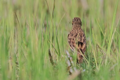 Calandrella dukhunensis