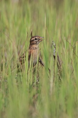 Calandrella dukhunensis