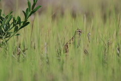 Calandrella dukhunensis
