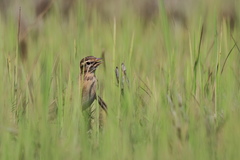 Calandrella dukhunensis
