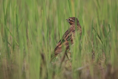 Calandrella dukhunensis