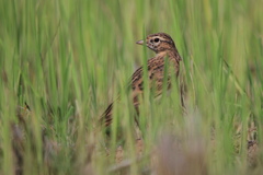 Calandrella dukhunensis