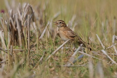 Calandrella dukhunensis
