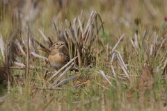 Calandrella dukhunensis