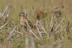 Calandrella dukhunensis