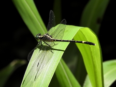 Austrogomphus prasinus