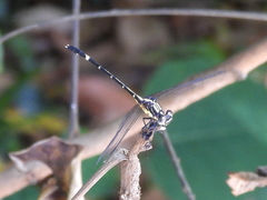 Austrogomphus prasinus