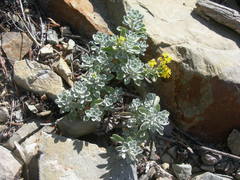 Odontarrhena obtusifolia
