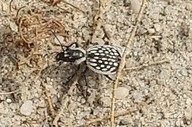 Graphipterus minutus