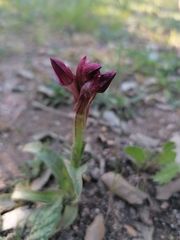 Anacamptis papilionacea papilionacea
