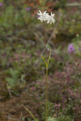 Silene graminifolia