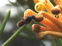 Hylaeus littleri