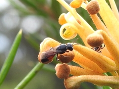 Hylaeus littleri
