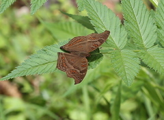Junonia goudotii
