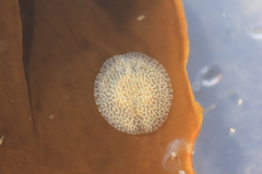 Corambe steinbergae