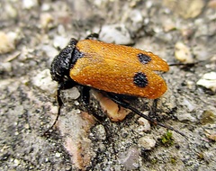 Apalus bimaculatus