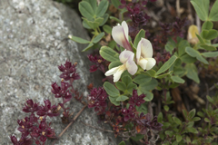 Trifolium eximium