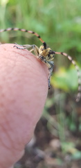 Agapanthia pustulifera